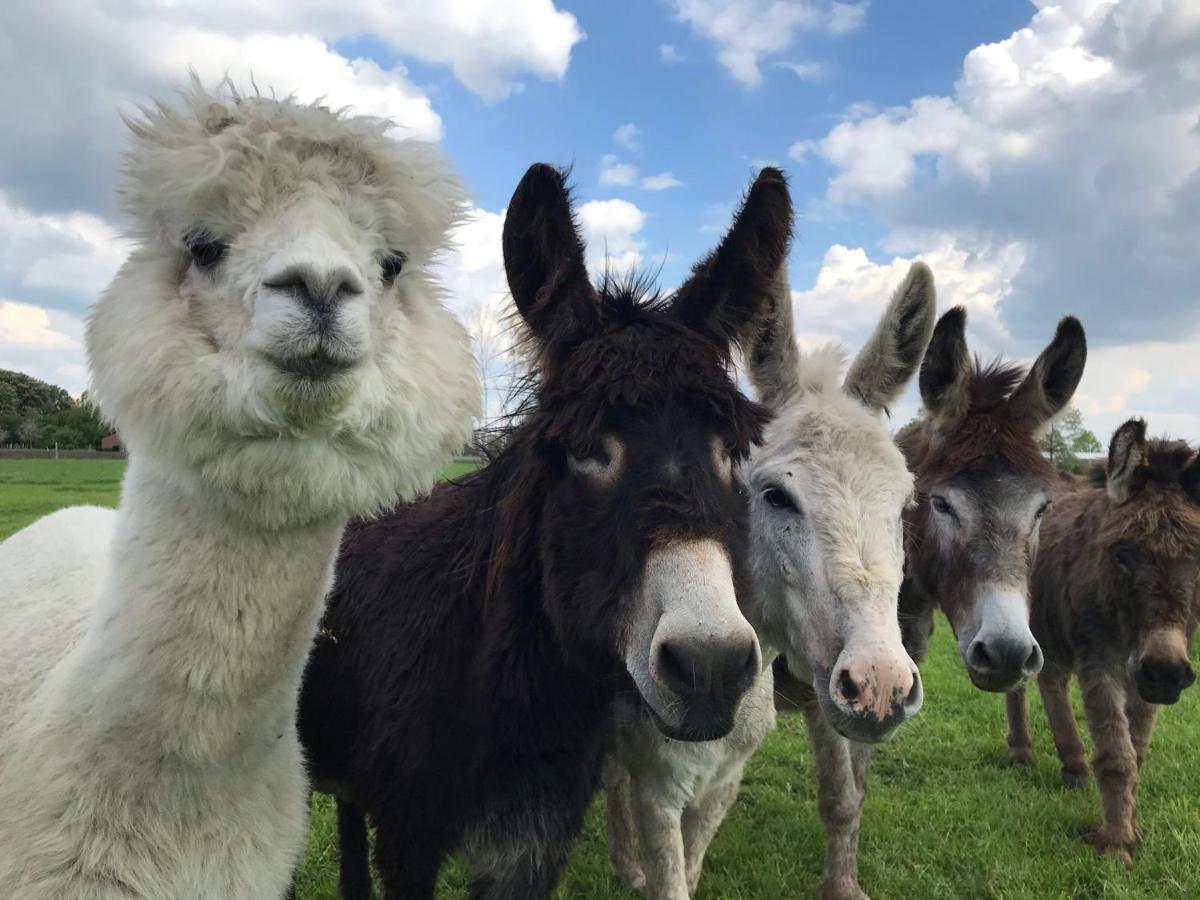 Recreational Farm Camping De Kreitsberg 泽兰省 外观 照片